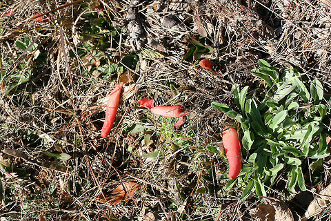 Elegant Stinkhorn (Mutinus elegans) Growing in a garden plot (garlic) in NE Alabama.
https://www.jungledragon.com/image/73401/elegant_stinkhorn_mutinus_elegans.html Devil's Dipstick,Geotagged,Mutinus elegans,United States,Winter