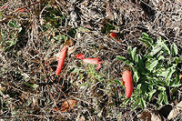 Elegant Stinkhorn (Mutinus elegans) Growing in a garden plot (garlic) in NE Alabama.<br />
https://www.jungledragon.com/image/73401/elegant_stinkhorn_mutinus_elegans.html Devil's Dipstick,Geotagged,Mutinus elegans,United States,Winter