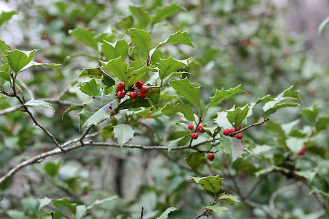American Holly (Ilex opaca) In abundance, growing on a densely forested trail.
https://www.jungledragon.com/image/73481/american_holly_ilex_opaca.html Geotagged,Ilex opaca,United States,Winter,opaca