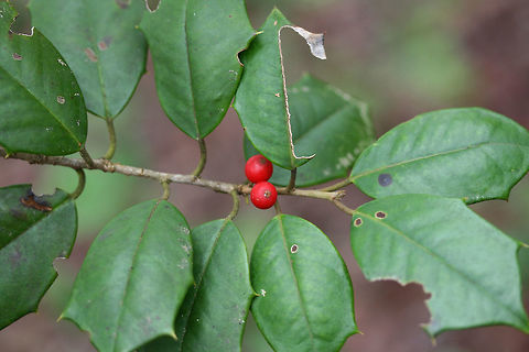 American Holly (Ilex opaca) In abundance, growing on a densely forested trail.
https://www.jungledragon.com/image/73480/american_holly_ilex_opaca.html Geotagged,Ilex opaca,United States,Winter,opaca