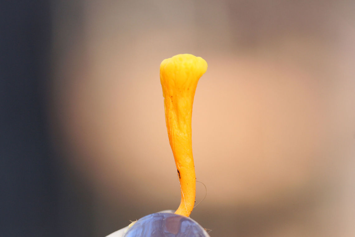 Handsome Club (Clavulinopsis laeticolor) 1-4 cm tall, bright yellow club fungi growing in moss/soil near a pine/mixed hardwood forest edge.<br />
<figure class="photo"><a href="https://www.jungledragon.com/image/73483/handsome_club_clavulinopsis_laeticolor.html" title="Handsome Club (Clavulinopsis laeticolor)"><img src="https://s3.amazonaws.com/media.jungledragon.com/images/3231/73483_thumb.jpg?AWSAccessKeyId=05GMT0V3GWVNE7GGM1R2&Expires=1767225610&Signature=CvmvYkEBQDf3Kjn8EGm5BNSGkS0%3D" width="200" height="134" alt="Handsome Club (Clavulinopsis laeticolor) 1-4 cm tall, bright yellow club fungi growing in moss/soil near a pine/mixed hardwood forest edge.<br />
https://www.jungledragon.com/image/73482/handsome_club_clavulinopsis_laeticolor.html Clavulinopsis laeticolor,Geotagged,United States,Winter" /></a></figure> Clavulinopsis laeticolor,Geotagged,United States,Winter