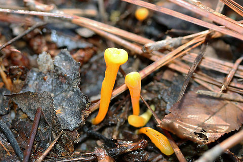 Handsome Club (Clavulinopsis laeticolor) 1-4 cm tall, bright yellow club fungi growing in moss/soil near a pine/mixed hardwood forest edge.
https://www.jungledragon.com/image/73482/handsome_club_clavulinopsis_laeticolor.html Clavulinopsis laeticolor,Geotagged,United States,Winter