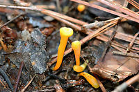 Handsome Club (Clavulinopsis laeticolor) 1-4 cm tall, bright yellow club fungi growing in moss/soil near a pine/mixed hardwood forest edge.<br />
https://www.jungledragon.com/image/73482/handsome_club_clavulinopsis_laeticolor.html Clavulinopsis laeticolor,Geotagged,United States,Winter