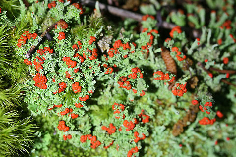 Southern Soldiers Lichen (Cladonia didyma) Growing in moss on a hillside.

Red-tipped, minty green lichen with some darkening of the podetia. The podetia are 10-30mm long with red caps called apothecia--which are spore-bearing structures. The Cladonia genus is comprised of moss-like cup lichens. Lichens are composite organisms comprised of a fungus being inhabited by algae or cyanobacteria. According to NatureServe Explorer, Cladonia didyma's national status is N1 (critically imperiled).
https://www.jungledragon.com/image/73543/cladonia_didyma.html Cladonia,Cladonia didyma,Geotagged,Lecanoromycetes,Southern Soldiers,Southern Soldiers Lichen,Spring,United States,lichen,lichens