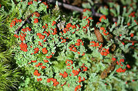 Southern Soldiers Lichen (Cladonia didyma) Growing in moss on a hillside.<br />
<br />
Red-tipped, minty green lichen with some darkening of the podetia. The podetia are 10-30mm long with red caps called apothecia--which are spore-bearing structures. The Cladonia genus is comprised of moss-like cup lichens. Lichens are composite organisms comprised of a fungus being inhabited by algae or cyanobacteria. According to NatureServe Explorer, Cladonia didyma's national status is N1 (critically imperiled).<br />
https://www.jungledragon.com/image/73543/cladonia_didyma.html Cladonia,Cladonia didyma,Geotagged,Lecanoromycetes,Southern Soldiers,Southern Soldiers Lichen,Spring,United States,lichen,lichens