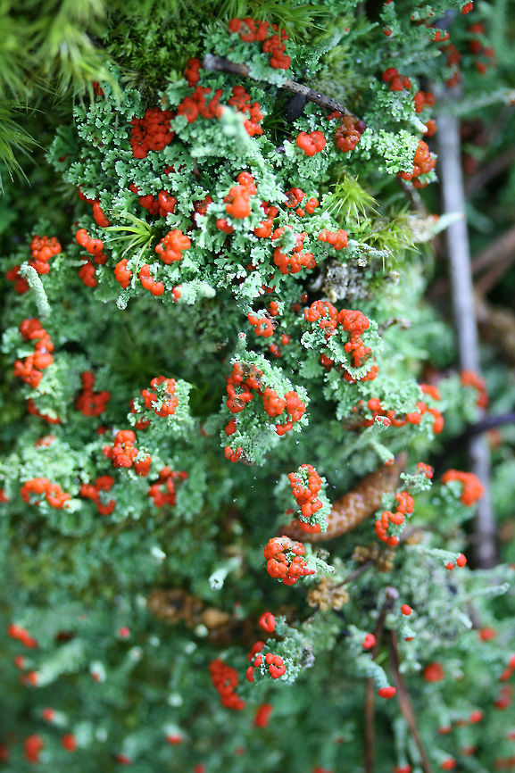 Southern Soldiers Lichen (Cladonia didyma) Growing in moss on a hillside.<br />
<br />
Red-tipped, minty green lichen with some darkening of the podetia. The podetia are 10-30mm long with red caps called apothecia--which are spore-bearing structures. The Cladonia genus is comprised of moss-like cup lichens. Lichens are composite organisms comprised of a fungus being inhabited by algae or cyanobacteria. According to NatureServe Explorer, Cladonia didyma&#039;s national status is N1 (critically imperiled).<br />
<figure class="photo"><a href="https://www.jungledragon.com/image/73542/southern_soldiers_lichen_cladonia_didyma.html" title="Southern Soldiers Lichen (Cladonia didyma)"><img src="https://s3.amazonaws.com/media.jungledragon.com/images/3231/73542_thumb.jpg?AWSAccessKeyId=05GMT0V3GWVNE7GGM1R2&Expires=1759968010&Signature=Af9ma9YgiZFUjLLYk2mbFDUuOQg%3D" width="200" height="134" alt="Southern Soldiers Lichen (Cladonia didyma) Growing in moss on a hillside.<br />
<br />
Red-tipped, minty green lichen with some darkening of the podetia. The podetia are 10-30mm long with red caps called apothecia--which are spore-bearing structures. The Cladonia genus is comprised of moss-like cup lichens. Lichens are composite organisms comprised of a fungus being inhabited by algae or cyanobacteria. According to NatureServe Explorer, Cladonia didyma&#039;s national status is N1 (critically imperiled).<br />
https://www.jungledragon.com/image/73543/cladonia_didyma.html Cladonia,Cladonia didyma,Geotagged,Lecanoromycetes,Southern Soldiers,Southern Soldiers Lichen,Spring,United States,lichen,lichens" /></a></figure> Cladonia,Cladonia didyma,Geotagged,Lecanoromycetes,Southern Soldiers,Southern Soldiers Lichen,Spring,United States,lichen,lichens