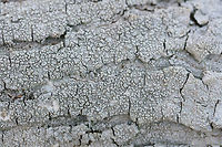 Pertusaria sp. Lichen on a fallen oak tree at the edge of a dense mixed forest. I may go back and run some chemical tests to narrow it down further!<br />
https://www.jungledragon.com/image/73546/pertusaria_sp.html Geotagged,United States,Winter