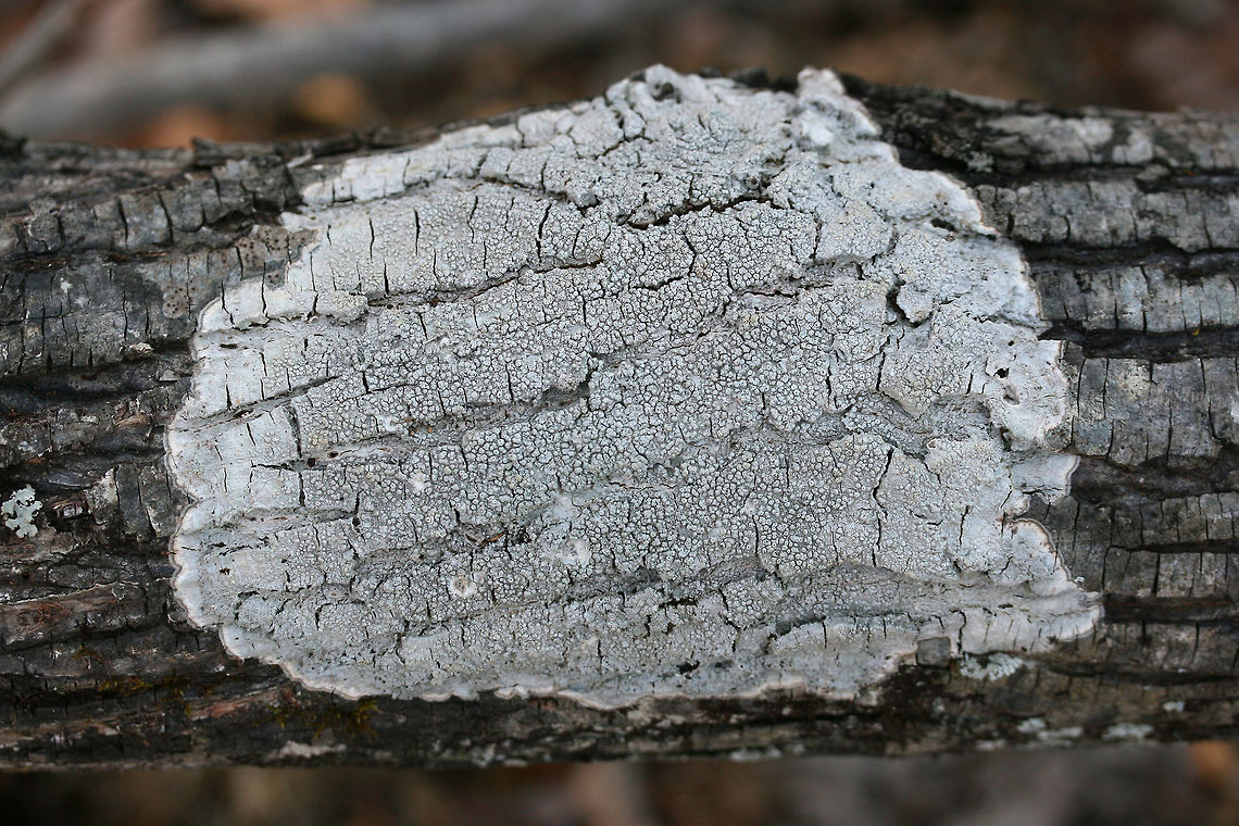 Pertusaria sp. Lichen on a fallen oak tree at the edge of a dense mixed forest. I may go back and run some chemical tests to narrow it down further!<br />
<figure class="photo"><a href="https://www.jungledragon.com/image/73545/pertusaria_sp.html" title="Pertusaria sp."><img src="https://s3.amazonaws.com/media.jungledragon.com/images/3231/73545_thumb.jpg?AWSAccessKeyId=05GMT0V3GWVNE7GGM1R2&Expires=1759968010&Signature=NvYFIFXjr6iP%2Fs6aMh1b80V0Vuc%3D" width="200" height="134" alt="Pertusaria sp. Lichen on a fallen oak tree at the edge of a dense mixed forest. I may go back and run some chemical tests to narrow it down further!<br />
https://www.jungledragon.com/image/73546/pertusaria_sp.html Geotagged,United States,Winter" /></a></figure> Geotagged,United States,Winter