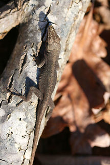 Carolina Anole (Anolis carolinensis) Basking on a fallen oak tree at a forest edge. It was rather cold out, but this guy wanted to soak up some of the warm sun. It was quite curious what exactly I was up to. At this point in photographing, it had decided I wasn't much of a threat. :)

Carolina anoles have the ability to change between two primary shades, green and gray-brown. Skin color may change in response to ambient temperature, sexual arousal, or environmental stress.
https://www.jungledragon.com/image/73701/carolina_anole_anolis_carolinensis.html
https://www.jungledragon.com/image/73700/carolina_anole_anolis_carolinensis.html Anolis carolinensis,Carolina anole,Geotagged,United States,Winter