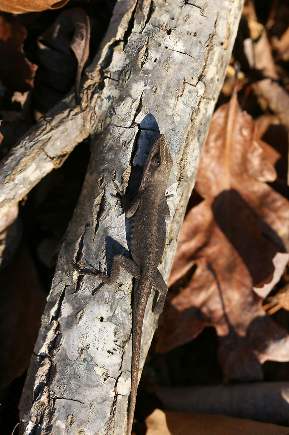 Carolina Anole (Anolis carolinensis) Basking on a fallen oak tree at a forest edge. It was rather cold out, but this guy wanted to soak up some of the warm sun. It was quite curious what exactly I was up to.<br />
<br />
Carolina anoles have the ability to change between two primary shades, green and gray-brown. Skin color may change in response to ambient temperature, sexual arousal, or environmental stress.<br />
<figure class="photo"><a href="https://www.jungledragon.com/image/73701/carolina_anole_anolis_carolinensis.html" title="Carolina Anole (Anolis carolinensis)"><img src="https://s3.amazonaws.com/media.jungledragon.com/images/3231/73701_thumb.jpg?AWSAccessKeyId=05GMT0V3GWVNE7GGM1R2&Expires=1759968010&Signature=mK9T8%2FDQpz%2F7IZBxx5jSc%2FvsLa8%3D" width="102" height="152" alt="Carolina Anole (Anolis carolinensis) Basking on a fallen oak tree at a forest edge. It was rather cold out, but this guy wanted to soak up some of the warm sun. It was quite curious what exactly I was up to.<br />
<br />
Carolina anoles have the ability to change between two primary shades, green and gray-brown. Skin color may change in response to ambient temperature, sexual arousal, or environmental stress.<br />
https://www.jungledragon.com/image/73699/carolina_anole_anolis_carolinensis.html<br />
https://www.jungledragon.com/image/73700/carolina_anole_anolis_carolinensis.html Anolis carolinensis,Carolina anole,Geotagged,United States,Winter" /></a></figure><br />
<figure class="photo"><a href="https://www.jungledragon.com/image/73699/carolina_anole_anolis_carolinensis.html" title="Carolina Anole (Anolis carolinensis)"><img src="https://s3.amazonaws.com/media.jungledragon.com/images/3231/73699_thumb.jpg?AWSAccessKeyId=05GMT0V3GWVNE7GGM1R2&Expires=1759968010&Signature=G%2B3vHE3G%2Bk9j30t92TBvCGR%2FU2Y%3D" width="102" height="152" alt="Carolina Anole (Anolis carolinensis) Basking on a fallen oak tree at a forest edge. It was rather cold out, but this guy wanted to soak up some of the warm sun. It was quite curious what exactly I was up to. At this point in photographing, it had decided I wasn&#039;t much of a threat. :)<br />
<br />
Carolina anoles have the ability to change between two primary shades, green and gray-brown. Skin color may change in response to ambient temperature, sexual arousal, or environmental stress.<br />
https://www.jungledragon.com/image/73701/carolina_anole_anolis_carolinensis.html<br />
https://www.jungledragon.com/image/73700/carolina_anole_anolis_carolinensis.html Anolis carolinensis,Carolina anole,Geotagged,United States,Winter" /></a></figure> Anolis carolinensis,Carolina anole,Geotagged,United States,Winter