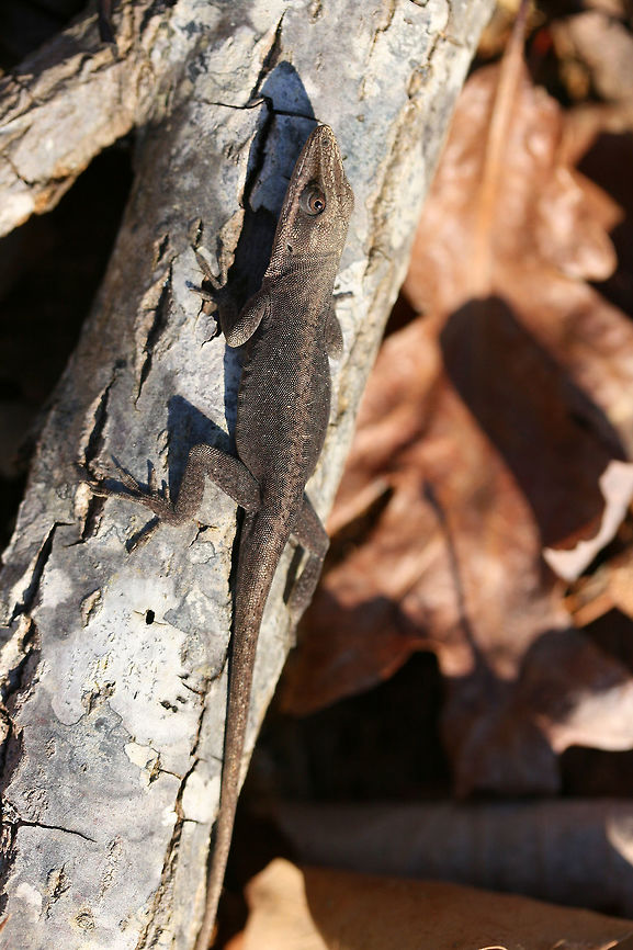 Carolina Anole (Anolis carolinensis) Basking on a fallen oak tree at a forest edge. It was rather cold out, but this guy wanted to soak up some of the warm sun. It was quite curious what exactly I was up to.<br />
<br />
Carolina anoles have the ability to change between two primary shades, green and gray-brown. Skin color may change in response to ambient temperature, sexual arousal, or environmental stress.<br />
<figure class="photo"><a href="https://www.jungledragon.com/image/73699/carolina_anole_anolis_carolinensis.html" title="Carolina Anole (Anolis carolinensis)"><img src="https://s3.amazonaws.com/media.jungledragon.com/images/3231/73699_thumb.jpg?AWSAccessKeyId=05GMT0V3GWVNE7GGM1R2&Expires=1767225610&Signature=dKz28dliyn6bKzfXnJO0qhSVEt0%3D" width="102" height="152" alt="Carolina Anole (Anolis carolinensis) Basking on a fallen oak tree at a forest edge. It was rather cold out, but this guy wanted to soak up some of the warm sun. It was quite curious what exactly I was up to. At this point in photographing, it had decided I wasn&#039;t much of a threat. :)<br />
<br />
Carolina anoles have the ability to change between two primary shades, green and gray-brown. Skin color may change in response to ambient temperature, sexual arousal, or environmental stress.<br />
https://www.jungledragon.com/image/73701/carolina_anole_anolis_carolinensis.html<br />
https://www.jungledragon.com/image/73700/carolina_anole_anolis_carolinensis.html Anolis carolinensis,Carolina anole,Geotagged,United States,Winter" /></a></figure><br />
<figure class="photo"><a href="https://www.jungledragon.com/image/73700/carolina_anole_anolis_carolinensis.html" title="Carolina Anole (Anolis carolinensis)"><img src="https://s3.amazonaws.com/media.jungledragon.com/images/3231/73700_thumb.jpg?AWSAccessKeyId=05GMT0V3GWVNE7GGM1R2&Expires=1767225610&Signature=0zWZ3Hxyx9kmJQHboQqh6Ee3d88%3D" width="102" height="152" alt="Carolina Anole (Anolis carolinensis) Basking on a fallen oak tree at a forest edge. It was rather cold out, but this guy wanted to soak up some of the warm sun. It was quite curious what exactly I was up to.<br />
<br />
Carolina anoles have the ability to change between two primary shades, green and gray-brown. Skin color may change in response to ambient temperature, sexual arousal, or environmental stress.<br />
https://www.jungledragon.com/image/73701/carolina_anole_anolis_carolinensis.html<br />
https://www.jungledragon.com/image/73699/carolina_anole_anolis_carolinensis.html Anolis carolinensis,Carolina anole,Geotagged,United States,Winter" /></a></figure> Anolis carolinensis,Carolina anole,Geotagged,United States,Winter