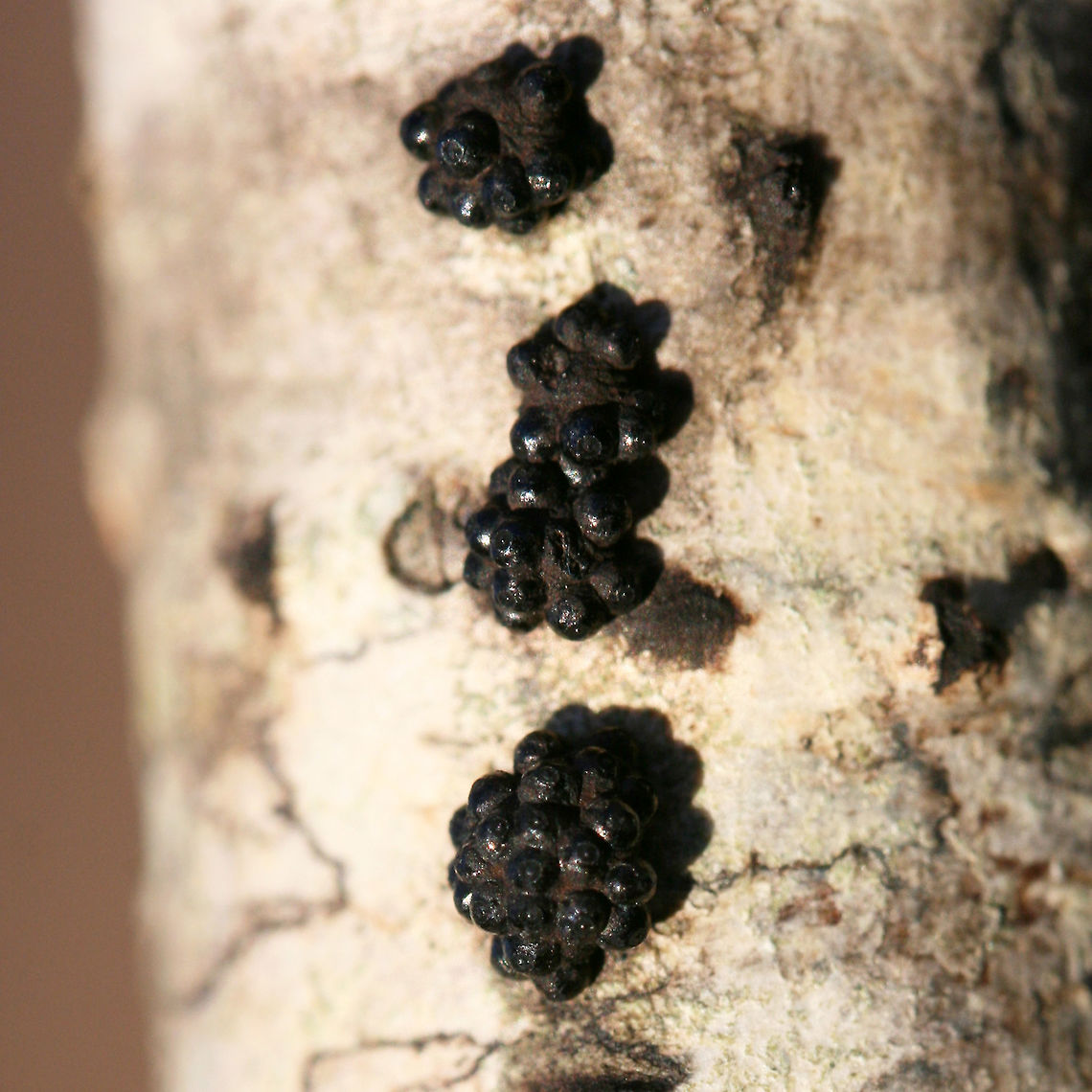 Annulohypoxylon sp.? Tiny ascomycete fungus on a hardwood branch in a dense mixed forest.<br />
<figure class="photo"><a href="https://www.jungledragon.com/image/73704/annulohypoxylon_sp.html" title="Annulohypoxylon sp.?"><img src="https://s3.amazonaws.com/media.jungledragon.com/images/3231/73704_thumb.jpg?AWSAccessKeyId=05GMT0V3GWVNE7GGM1R2&Expires=1759968010&Signature=rPUqgHeLuV0KkV9TbZ4x%2FwZrldU%3D" width="102" height="152" alt="Annulohypoxylon sp.? Tiny ascomycete fungus on a hardwood branch in a dense mixed forest.<br />
https://www.jungledragon.com/image/73703/annulohypoxylon_sp.html Annulohypoxylon,Ascomycete,Ascomycota,Geotagged,United States,fungi,fungus" /></a></figure> Annulohypoxylon,Ascomycete,Ascomycota,Geotagged,United States,fungi,fungus
