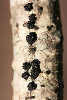 Annulohypoxylon sp.? Tiny ascomycete fungus on a hardwood branch in a dense mixed forest.
https://www.jungledragon.com/image/73703/annulohypoxylon_sp.html Annulohypoxylon,Ascomycete,Ascomycota,Geotagged,United States,fungi,fungus