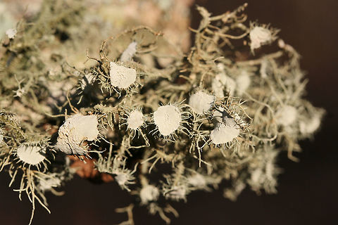Bushy Beard Lichen (Usnea strigosa group) On a hardwood branch in a dense mixed forest.
https://www.jungledragon.com/image/73707/bushy_beard_lichen_usnea_strigosa_group.html Bushy Beard Lichen,Geotagged,United States,Usnea strigosa,Winter