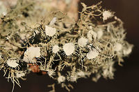 Bushy Beard Lichen (Usnea strigosa group) On a hardwood branch in a dense mixed forest.<br />
https://www.jungledragon.com/image/73707/bushy_beard_lichen_usnea_strigosa_group.html Bushy Beard Lichen,Geotagged,United States,Usnea strigosa,Winter