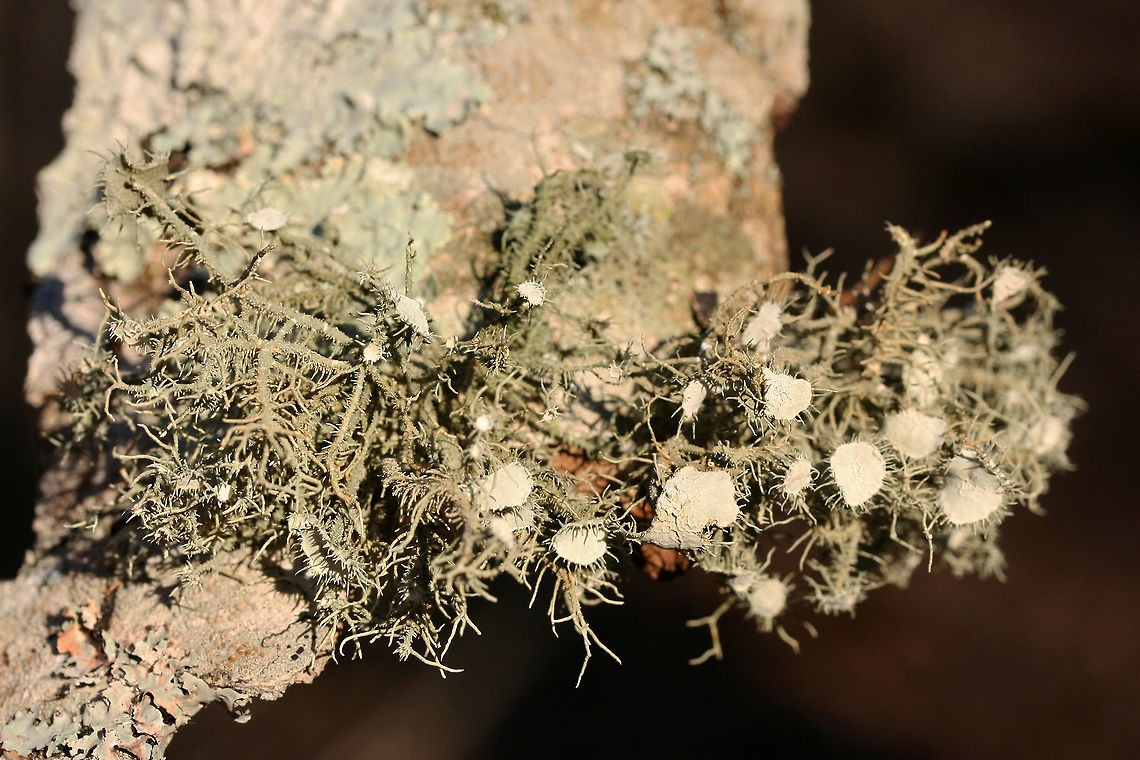 Bushy Beard Lichen (Usnea strigosa group) On a hardwood branch in a dense mixed forest.<br />
<figure class="photo"><a href="https://www.jungledragon.com/image/73706/bushy_beard_lichen_usnea_strigosa_group.html" title="Bushy Beard Lichen (Usnea strigosa group)"><img src="https://s3.amazonaws.com/media.jungledragon.com/images/3231/73706_thumb.jpg?AWSAccessKeyId=05GMT0V3GWVNE7GGM1R2&Expires=1759968010&Signature=rCPNMUD1V3E8947O8rjPhDbU7zo%3D" width="200" height="134" alt="Bushy Beard Lichen (Usnea strigosa group) On a hardwood branch in a dense mixed forest.<br />
https://www.jungledragon.com/image/73707/bushy_beard_lichen_usnea_strigosa_group.html Bushy Beard Lichen,Geotagged,United States,Usnea strigosa,Winter" /></a></figure> Bushy Beard Lichen,Geotagged,United States,Usnea strigosa,Winter
