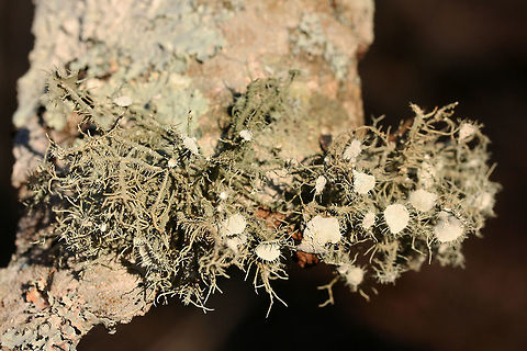 Bushy Beard Lichen (Usnea strigosa group) On a hardwood branch in a dense mixed forest.
https://www.jungledragon.com/image/73706/bushy_beard_lichen_usnea_strigosa_group.html Bushy Beard Lichen,Geotagged,United States,Usnea strigosa,Winter