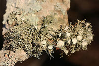 Bushy Beard Lichen (Usnea strigosa group) On a hardwood branch in a dense mixed forest.<br />
https://www.jungledragon.com/image/73706/bushy_beard_lichen_usnea_strigosa_group.html Bushy Beard Lichen,Geotagged,United States,Usnea strigosa,Winter