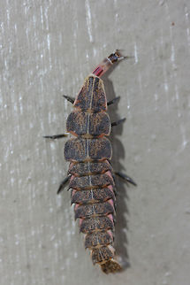 Pyractomena borealis This strange creature was found crawling on the side of my home in a residential area in Gordon County, GA, US. February 2, 2019. It responded to the sound of my voice by tucking that elongated head into the plated body below it! :o So strange!

The majority of Lampyrid larvae are predators which specialize on snails, slugs, and other insect larvae. Many species can devour prey much larger than themselves as they inject an anesthetic to make the process much easier! 

https://www.jungledragon.com/image/73712/lampyrid_or_lycid_larva.html Firefly,Geotagged,Lampyrid,Lampyrid larva,Lampyridae,Pyractomena,Pyractomena borealis,United States,Winter,borealis,firefly larva,larva