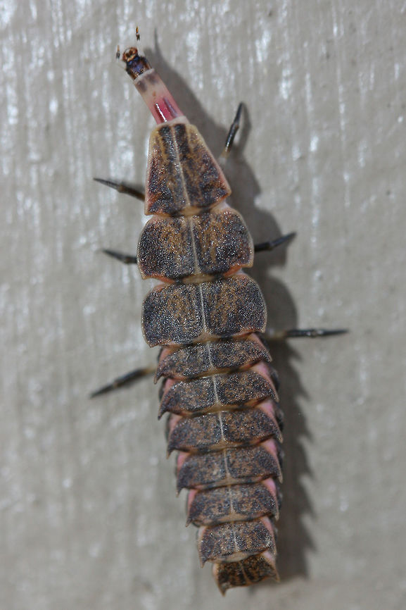Pyractomena borealis This strange creature was found crawling on the side of my home in a residential area in Gordon County, GA, US. February 2, 2019. It responded to the sound of my voice by tucking that elongated head into the plated body below it! :o So strange!<br />
<br />
The majority of Lampyrid larvae are predators which specialize on snails, slugs, and other insect larvae. Many species can devour prey much larger than themselves as they inject an anesthetic to make the process much easier! <br />
<figure class="photo"><a href="https://www.jungledragon.com/image/73710/pyractomena_borealis.html" title="Pyractomena borealis"><img src="https://s3.amazonaws.com/media.jungledragon.com/images/3231/73710_thumb.jpg?AWSAccessKeyId=05GMT0V3GWVNE7GGM1R2&Expires=1759968010&Signature=9EqGLx%2B9flQVJXKW0p9%2FrapgCvA%3D" width="102" height="152" alt="Pyractomena borealis This strange creature was found crawling on the side of my home in a residential area in Gordon County, GA, US. February 2, 2019. It responded to the sound of my voice by tucking that elongated head into the plated body below it! :o So strange!<br />
<br />
The majority of Lampyrid larvae are predators which specialize on snails, slugs, and other insect larvae. Many species can devour prey much larger than themselves as they inject an anesthetic to make the process much easier! <br />
<br />
https://www.jungledragon.com/image/73712/lampyrid_or_lycid_larva.html Firefly,Geotagged,Lampyrid,Lampyrid larva,Lampyridae,Pyractomena,Pyractomena borealis,United States,Winter,borealis,firefly larva,larva" /></a></figure> Firefly,Geotagged,Lampyrid,Lampyrid larva,Lampyridae,Pyractomena,Pyractomena borealis,United States,Winter,borealis,firefly larva,larva