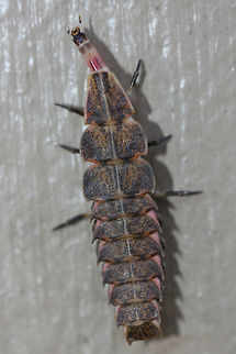 Pyractomena borealis This strange creature was found crawling on the side of my home in a residential area in Gordon County, GA, US. February 2, 2019. It responded to the sound of my voice by tucking that elongated head into the plated body below it! :o So strange!

The majority of Lampyrid larvae are predators which specialize on snails, slugs, and other insect larvae. Many species can devour prey much larger than themselves as they inject an anesthetic to make the process much easier! 
https://www.jungledragon.com/image/73710/lampyrid_or_lycid_larva.html Firefly,Geotagged,Lampyrid,Lampyrid larva,Lampyridae,Pyractomena,Pyractomena borealis,United States,Winter,borealis,firefly larva,larva
