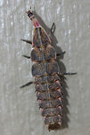 Pyractomena borealis This strange creature was found crawling on the side of my home in a residential area in Gordon County, GA, US. February 2, 2019. It responded to the sound of my voice by tucking that elongated head into the plated body below it! :o So strange!<br />
<br />
The majority of Lampyrid larvae are predators which specialize on snails, slugs, and other insect larvae. Many species can devour prey much larger than themselves as they inject an anesthetic to make the process much easier! <br />
https://www.jungledragon.com/image/73710/lampyrid_or_lycid_larva.html Firefly,Geotagged,Lampyrid,Lampyrid larva,Lampyridae,Pyractomena,Pyractomena borealis,United States,Winter,borealis,firefly larva,larva