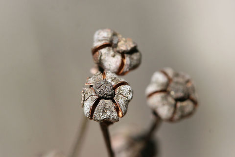 Striped Wintergreen (Chimaphila maculata) - Seed Pods Growing under oaks at the edge of a dense mixed forest.
https://www.jungledragon.com/image/73726/striped_wintergreen_chimaphila_maculata_-_seed_pods.html Chimaphila maculata,Geotagged,Striped Wintergreen,United States,Winter