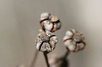 Striped Wintergreen (Chimaphila maculata) - Seed Pods Growing under oaks at the edge of a dense mixed forest.<br />
https://www.jungledragon.com/image/73726/striped_wintergreen_chimaphila_maculata_-_seed_pods.html Chimaphila maculata,Geotagged,Striped Wintergreen,United States,Winter