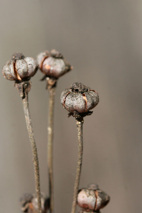 Striped Wintergreen (Chimaphila maculata) - Seed Pods Growing under oaks at the edge of a dense mixed forest.<br />
<figure class="photo"><a href="https://www.jungledragon.com/image/73725/striped_wintergreen_chimaphila_maculata_-_seed_pods.html" title="Striped Wintergreen (Chimaphila maculata) - Seed Pods"><img src="https://s3.amazonaws.com/media.jungledragon.com/images/3231/73725_thumb.jpg?AWSAccessKeyId=05GMT0V3GWVNE7GGM1R2&Expires=1769040010&Signature=wx9VSjVNMQecRzMu%2FiUwpS%2FpGeg%3D" width="200" height="134" alt="Striped Wintergreen (Chimaphila maculata) - Seed Pods Growing under oaks at the edge of a dense mixed forest.<br />
https://www.jungledragon.com/image/73726/striped_wintergreen_chimaphila_maculata_-_seed_pods.html Chimaphila maculata,Geotagged,Striped Wintergreen,United States,Winter" /></a></figure> Chimaphila maculata,Geotagged,Striped Wintergreen,United States,Winter