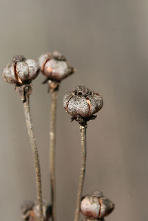 Striped Wintergreen (Chimaphila maculata) - Seed Pods Growing under oaks at the edge of a dense mixed forest.
https://www.jungledragon.com/image/73725/striped_wintergreen_chimaphila_maculata_-_seed_pods.html Chimaphila maculata,Geotagged,Striped Wintergreen,United States,Winter