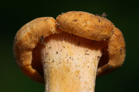Cantharellus phasmatis Growing in a dense mixed forest under mostly oak/hickory). Hymenophores are blushed pink to peach. Stems are slightly blush as well and exhibit some obvious dark staining. Gordon County, Georgia, US. May 26, 2018.

Any ID furthering is much appreciated. :) Posting these to other groups for any ideas!
https://www.jungledragon.com/image/73746/cantharellus_sp.html Cantharellus phasmatis,Geotagged,Spring,United States,cantharellus,chanterelles,fungus,mushroom,mushrooms