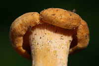 Cantharellus phasmatis Growing in a dense mixed forest under mostly oak/hickory). Hymenophores are blushed pink to peach. Stems are slightly blush as well and exhibit some obvious dark staining. Gordon County, Georgia, US. May 26, 2018.<br />
<br />
Any ID furthering is much appreciated. :) Posting these to other groups for any ideas!<br />
https://www.jungledragon.com/image/73746/cantharellus_sp.html Cantharellus phasmatis,Geotagged,Spring,United States,cantharellus,chanterelles,fungus,mushroom,mushrooms