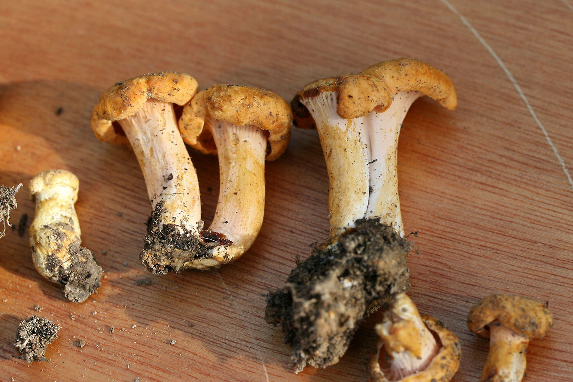 Cantharellus phasmatis Growing in a dense mixed forest under mostly oak/hickory). Hymenophores are blushed pink to peach. Stems are slightly blush as well and exhibit some obvious dark staining. Gordon County, Georgia, US. May 26, 2018.<br />
<br />
Any ID furthering is much appreciated. :) Posting these to other groups for any ideas!<br />
<figure class="photo"><a href="https://www.jungledragon.com/image/73745/cantharellus_phasmatis.html" title="Cantharellus phasmatis"><img src="https://s3.amazonaws.com/media.jungledragon.com/images/3231/73745_thumb.jpg?AWSAccessKeyId=05GMT0V3GWVNE7GGM1R2&Expires=1759968010&Signature=TuGrEMQNkiQrarPNOQzMr1dmlGQ%3D" width="200" height="134" alt="Cantharellus phasmatis Growing in a dense mixed forest under mostly oak/hickory). Hymenophores are blushed pink to peach. Stems are slightly blush as well and exhibit some obvious dark staining. Gordon County, Georgia, US. May 26, 2018.<br />
<br />
Any ID furthering is much appreciated. :) Posting these to other groups for any ideas!<br />
https://www.jungledragon.com/image/73746/cantharellus_sp.html Cantharellus phasmatis,Geotagged,Spring,United States,cantharellus,chanterelles,fungus,mushroom,mushrooms" /></a></figure> Cantharellus phasmatis,Geotagged,Spring,United States,cantharellus,chanterelles,fungus,mushroom,mushrooms