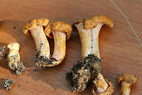 Cantharellus phasmatis Growing in a dense mixed forest under mostly oak/hickory). Hymenophores are blushed pink to peach. Stems are slightly blush as well and exhibit some obvious dark staining. Gordon County, Georgia, US. May 26, 2018.<br />
<br />
Any ID furthering is much appreciated. :) Posting these to other groups for any ideas!<br />
https://www.jungledragon.com/image/73745/cantharellus_sp.html Cantharellus phasmatis,Geotagged,Spring,United States,cantharellus,chanterelles,fungus,mushroom,mushrooms