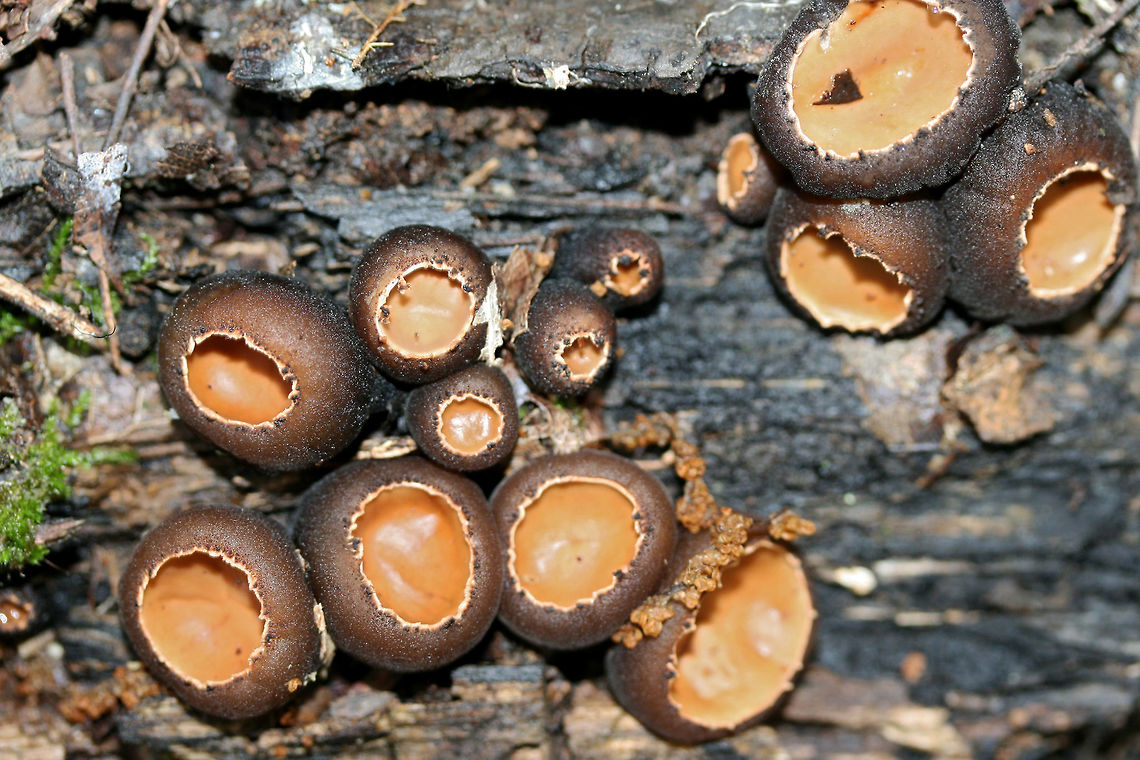 Peanut Butter Cup Fungus (Galiella rufa) Growing on highly rotted wood in a dense mixed hardwood/coniferous forest in NW Georgia (Gordon County), US.<br />
<figure class="photo"><a href="https://www.jungledragon.com/image/60395/peanut_butter_cup_fungus_galiella_rufa.html" title="Peanut Butter Cup Fungus (Galiella rufa)"><img src="https://s3.amazonaws.com/media.jungledragon.com/images/3231/60395_thumb.JPG?AWSAccessKeyId=05GMT0V3GWVNE7GGM1R2&Expires=1767225610&Signature=uIVyGUM%2Bb3dsJY2JMtz2gfz9Zus%3D" width="200" height="134" alt="Peanut Butter Cup Fungus (Galiella rufa) Growing on highly rotted wood in a dense mixed hardwood/coniferous forest in NW Georgia (Gordon County), US.<br />
https://www.jungledragon.com/image/60396/rubber_cup_fungus_galiella_rufa.html<br />
https://www.jungledragon.com/image/73747/peanut_butter_cup_fungus_galiella_rufa.html Galeilla rufa,Galiella rufa,Geotagged,Spring,United States" /></a></figure><br />
<figure class="photo"><a href="https://www.jungledragon.com/image/60396/peanut_butter_cup_fungus_galiella_rufa.html" title="Peanut Butter Cup Fungus (Galiella rufa)"><img src="https://s3.amazonaws.com/media.jungledragon.com/images/3231/60396_thumb.JPG?AWSAccessKeyId=05GMT0V3GWVNE7GGM1R2&Expires=1767225610&Signature=ruv3gBNGgWu9PR5ZjXuoLXrpj2c%3D" width="200" height="134" alt="Peanut Butter Cup Fungus (Galiella rufa) Growing on highly rotted wood in a dense mixed hardwood/coniferous forest in NW Georgia (Gordon County), US.<br />
https://www.jungledragon.com/image/60395/rubber_cup_fungus_galiella_rufa.html<br />
https://www.jungledragon.com/image/73747/peanut_butter_cup_fungus_galiella_rufa.html Galeilla rufa,Galiella rufa,Geotagged,Spring,United States" /></a></figure><br />
<br />
 Galiella,Galiella rufa,Geotagged,Sarcosomataceae,Spring,United States,fungi,fungus,peanut butter cup fungus