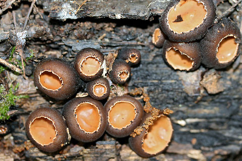Peanut Butter Cup Fungus (Galiella rufa) Growing on highly rotted wood in a dense mixed hardwood/coniferous forest in NW Georgia (Gordon County), US.
https://www.jungledragon.com/image/60395/peanut_butter_cup_fungus_galiella_rufa.html
https://www.jungledragon.com/image/60396/peanut_butter_cup_fungus_galiella_rufa.html

 Galiella,Galiella rufa,Geotagged,Sarcosomataceae,Spring,United States,fungi,fungus,peanut butter cup fungus