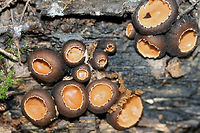 Peanut Butter Cup Fungus (Galiella rufa) Growing on highly rotted wood in a dense mixed hardwood/coniferous forest in NW Georgia (Gordon County), US.<br />
https://www.jungledragon.com/image/60395/peanut_butter_cup_fungus_galiella_rufa.html<br />
https://www.jungledragon.com/image/60396/peanut_butter_cup_fungus_galiella_rufa.html<br />
<br />
 Galiella,Galiella rufa,Geotagged,Sarcosomataceae,Spring,United States,fungi,fungus,peanut butter cup fungus