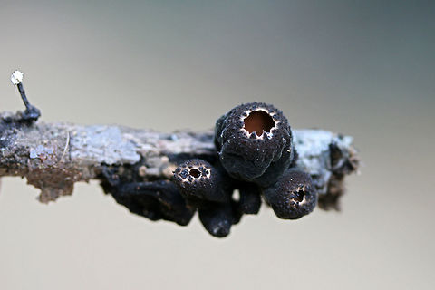 Peanut Butter Cup Fungus (Galiella rufa) Growing on a hardwood twig in a dense mixed forest. These fungi have not fully opened to reveal the "peanut butter cup" appearance!

There is also a mystery fungus (never identified) to the left in the photo. Galiella rufa,Geotagged,Peanut Butter Cup Fungus,Rubber Cup,Spring,United States,ascomycete,ascomycota,fungi,fungus