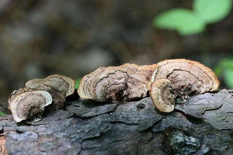 Rusty Gilled Polypore (Gloeophyllum sepiarium) Growing on a fallen pine in a dense mixed forest. Geotagged,Gloeophyllum sepiarium,Rusty gilled polypore,Spring,United States