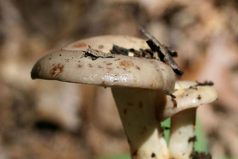 Lactarius argillaceifolius Growing in a dense mixed forest.
https://www.jungledragon.com/image/73752/lactarius_argillaceifolius.html
https://www.jungledragon.com/image/73751/lactarius_argillaceifolius.html Geotagged,Lactarius argillaceifolius,Spring,United States