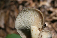 Lactarius argillaceifolius Growing in a dense mixed forest.<br />
https://www.jungledragon.com/image/73752/lactarius_argillaceifolius.html<br />
https://www.jungledragon.com/image/73750/lactarius_argillaceifolius.html Geotagged,Lactarius argillaceifolius,Spring,United States