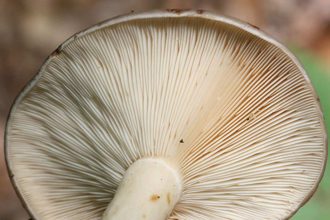 Lactarius argillaceifolius Growing in a dense mixed forest.<br />
<figure class="photo"><a href="https://www.jungledragon.com/image/73750/lactarius_argillaceifolius.html" title="Lactarius argillaceifolius"><img src="https://s3.amazonaws.com/media.jungledragon.com/images/3231/73750_thumb.JPG?AWSAccessKeyId=05GMT0V3GWVNE7GGM1R2&Expires=1767225610&Signature=5mMPycZllW4sHyvNj68JyFZlPek%3D" width="200" height="134" alt="Lactarius argillaceifolius Growing in a dense mixed forest.<br />
https://www.jungledragon.com/image/73752/lactarius_argillaceifolius.html<br />
https://www.jungledragon.com/image/73751/lactarius_argillaceifolius.html Geotagged,Lactarius argillaceifolius,Spring,United States" /></a></figure><br />
<figure class="photo"><a href="https://www.jungledragon.com/image/73751/lactarius_argillaceifolius.html" title="Lactarius argillaceifolius"><img src="https://s3.amazonaws.com/media.jungledragon.com/images/3231/73751_thumb.JPG?AWSAccessKeyId=05GMT0V3GWVNE7GGM1R2&Expires=1767225610&Signature=6Fb18PVFWdLynus%2BVonz%2FGuzil0%3D" width="200" height="134" alt="Lactarius argillaceifolius Growing in a dense mixed forest.<br />
https://www.jungledragon.com/image/73752/lactarius_argillaceifolius.html<br />
https://www.jungledragon.com/image/73750/lactarius_argillaceifolius.html Geotagged,Lactarius argillaceifolius,Spring,United States" /></a></figure> Geotagged,Lactarius argillaceifolius,Spring,United States