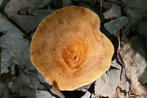 Weeping Milkcap (Lactifluus volemus) Growing in leaf litter a dense mixed forest.
https://www.jungledragon.com/image/73754/weeping_milkcap_lactifluus_volemus.html Geotagged,Lactifluus volemus,Spring,United States,Weeping milk cap