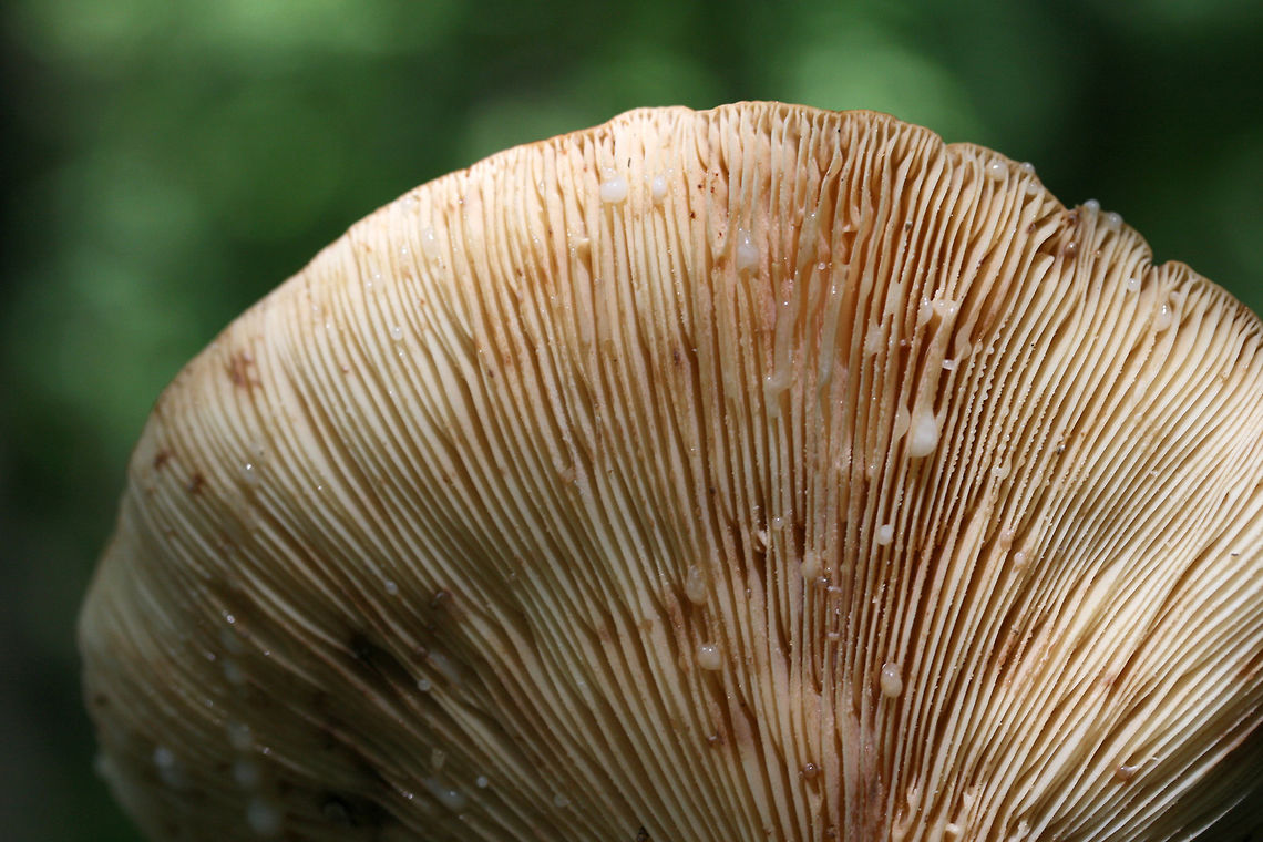 Weeping Milkcap (Lactifluus volemus) Growing in leaf litter a dense mixed forest.<br />
<figure class="photo"><a href="https://www.jungledragon.com/image/73753/weeping_milkcap_lactifluus_volemus.html" title="Weeping Milkcap (Lactifluus volemus)"><img src="https://s3.amazonaws.com/media.jungledragon.com/images/3231/73753_thumb.jpg?AWSAccessKeyId=05GMT0V3GWVNE7GGM1R2&Expires=1767225610&Signature=QUarSO63NhapG0IVw789yFT78P4%3D" width="200" height="134" alt="Weeping Milkcap (Lactifluus volemus) Growing in leaf litter a dense mixed forest.<br />
https://www.jungledragon.com/image/73754/weeping_milkcap_lactifluus_volemus.html Geotagged,Lactifluus volemus,Spring,United States,Weeping milk cap" /></a></figure> Geotagged,Lactifluus volemus,Spring,United States,Weeping milk cap