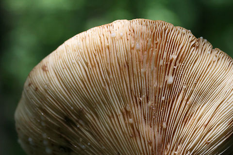 Weeping Milkcap (Lactifluus volemus) Growing in leaf litter a dense mixed forest.
https://www.jungledragon.com/image/73753/weeping_milkcap_lactifluus_volemus.html Geotagged,Lactifluus volemus,Spring,United States,Weeping milk cap
