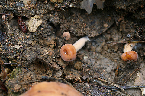 Weeping Milkcap (Lactifluus volemus) - Immature / Pins Growing on a ridgeside below oak roots. Geotagged,Lactifluus volemus,Spring,United States,Weeping milk cap