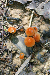 Marasmius sullivantii Growing on wood chips/soil along a path in a dense mixed hardwood/coniferous forest.
https://www.jungledragon.com/image/73757/marasmius_sullivantii.html Geotagged,Marasmius sullivantii,Spring,United States