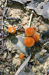 Marasmius sullivantii Growing on wood chips/soil along a path in a dense mixed hardwood/coniferous forest.<br />
https://www.jungledragon.com/image/73757/marasmius_sullivantii.html Geotagged,Marasmius sullivantii,Spring,United States