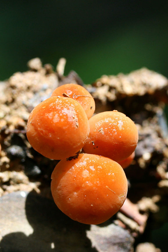 Marasmius sullivantii Growing on wood chips/soil along a path in a dense mixed hardwood/coniferous forest.<br />
<figure class="photo"><a href="https://www.jungledragon.com/image/73756/marasmius_sullivantii.html" title="Marasmius sullivantii"><img src="https://s3.amazonaws.com/media.jungledragon.com/images/3231/73756_thumb.jpg?AWSAccessKeyId=05GMT0V3GWVNE7GGM1R2&Expires=1759968010&Signature=I4cVfn4i6WWQHFYUZQqt3Wi%2FxlY%3D" width="102" height="152" alt="Marasmius sullivantii Growing on wood chips/soil along a path in a dense mixed hardwood/coniferous forest.<br />
https://www.jungledragon.com/image/73757/marasmius_sullivantii.html Geotagged,Marasmius sullivantii,Spring,United States" /></a></figure> Geotagged,Marasmius sullivantii,Spring,United States