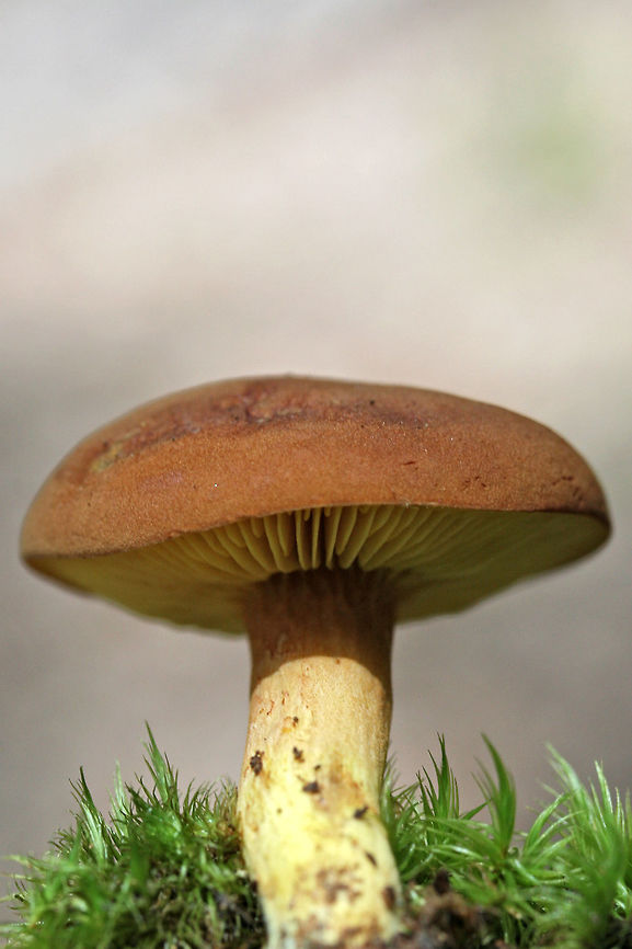 Golden Gilled Bolete - Phylloporus rhodoxanthus Habitat: At the base of a ridge in a dense mixed hardwood/coniferous forest. Growing in leaf litter below oaks and other hardwoods.<br />
<br />
Pileus: Dry, chestnut to reddish brown (depending on lighting). Flashes blue/green on ammonia application.<br />
<br />
Fertile surface: Bright yellow gills that are slightly decurrent.<br />
<br />
Stipe: Bright yellow undertones throughout. Reddish brown coloration towards apex, transitioning to a golden-blush tone towards base. Basal mycelia yellow.<br />
<br />
Does not bruise in any location. Geotagged,Gilled bolete,Phylloporus rhodoxanthus,Spring,United States